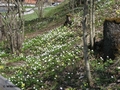 Frühlingsblumen am Fußweg zum Bahnhof