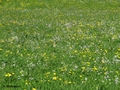 Blumenwiese bei Kandergrund