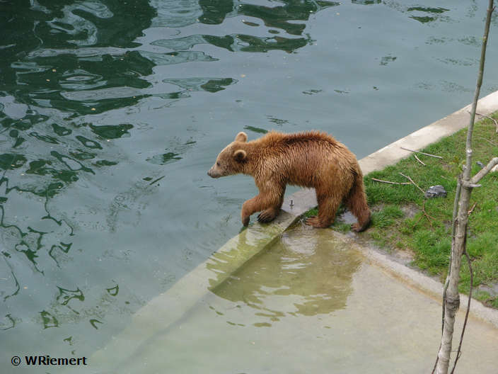 Zur Bildergalerie Bern mit Bärenpark bitte hier klicken Temperaturtest