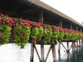 Blumenschmuck an der Kapellbrücke