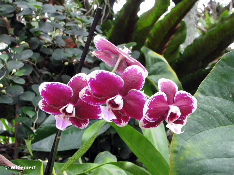 Zur Bildergalerie 'Ostersonntag, Tropenhaus Frutigen' bitte hier klicken Orchidee