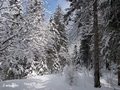 Winterwanderung, Moosweidweg