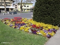 Blumen an der Gwattstrasse