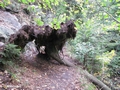 Hindernis auf dem Weg