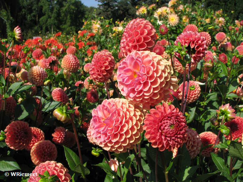 Zur Bildergalerie 'Insel Mainau' bitte hier klicken Dahlien