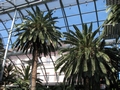 Palmenhaus