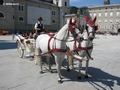 Fiaker auf dem Residenzplatz