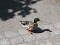 Ente