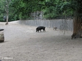 Skansen