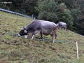 Begegnung am Wanderweg