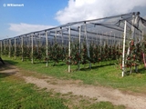 Apfelplantage